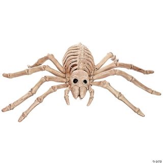 Spider Skeleton