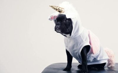 Want Your Pup to Be the Life of the Party? Check Out the Funniest Dog Costumes