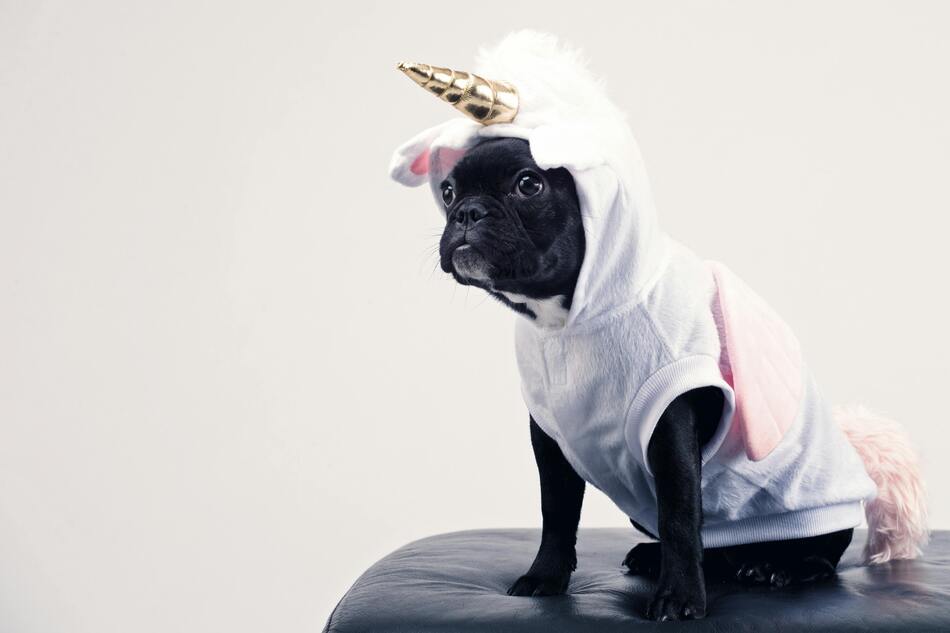 Want Your Pup to Be the Life of the Party? Check Out the Funniest Dog Costumes