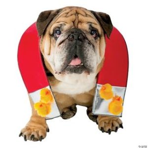 A dog wearing a chick magnet costume - a magnet with attached baby chicks. 