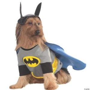 A dog wearing one of the funniest dog costumes - a Batman costume.